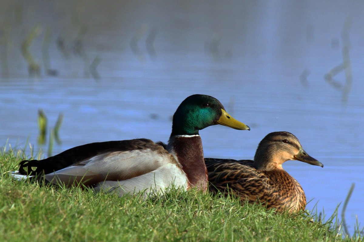 Дикая утка кряква