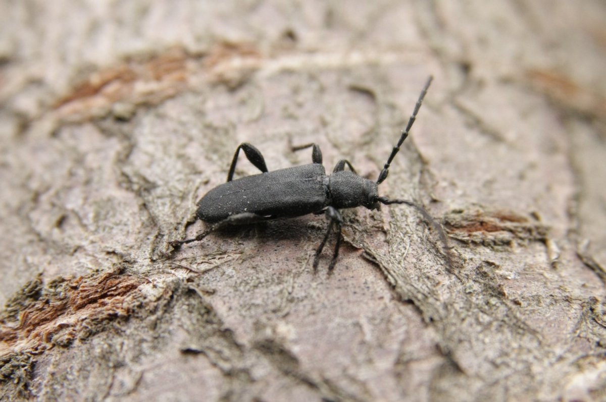 Китайский Жук-усач Moechotypa diphysis