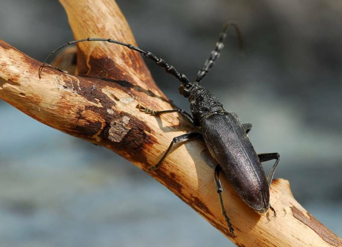 Жук дубовый усач