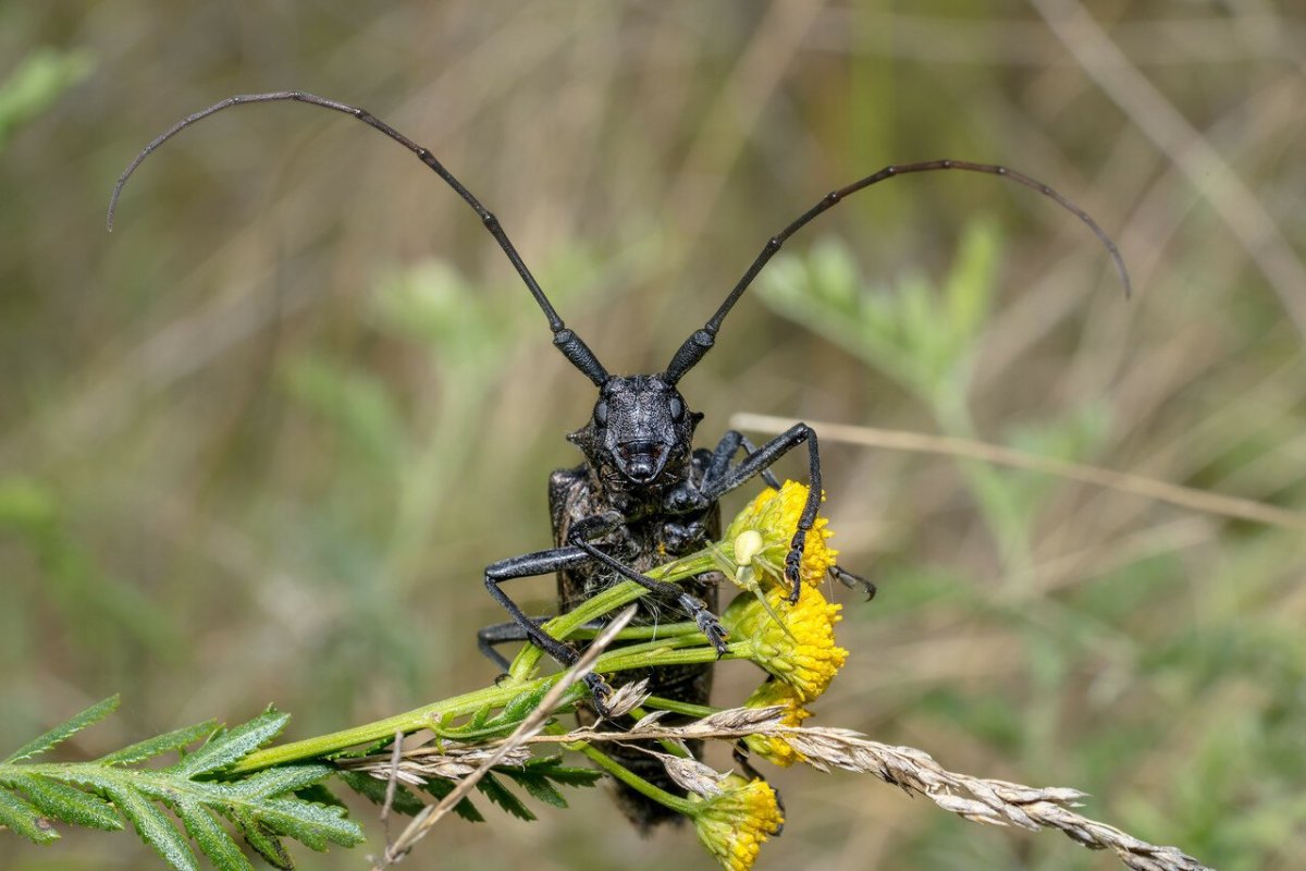 Мультик про длинноуса