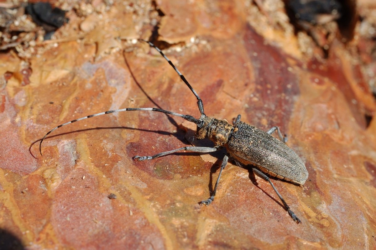 Жук усач Monochamus