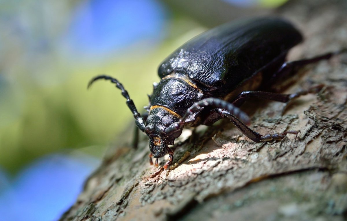 Жук по дереву ползает