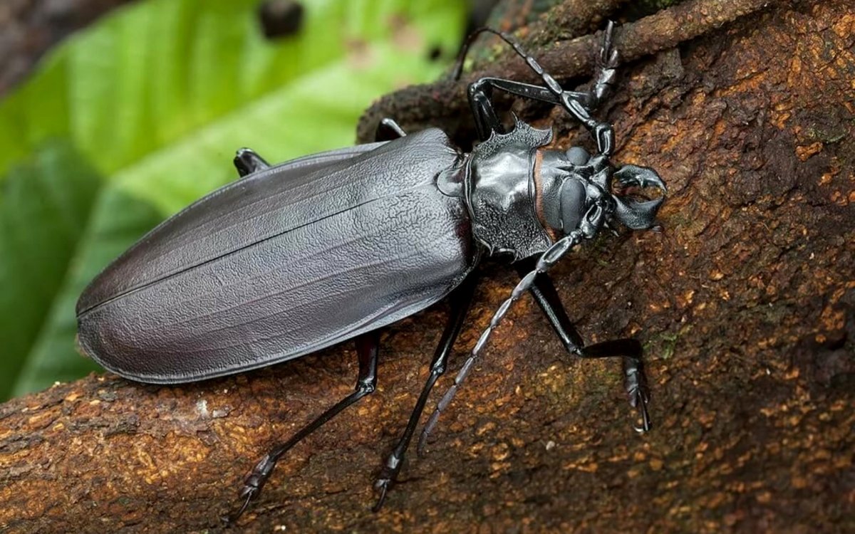 Жук дровосек Титан