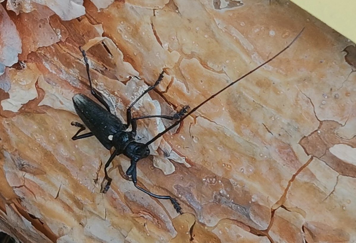 Жуки усачи дальнего Востока