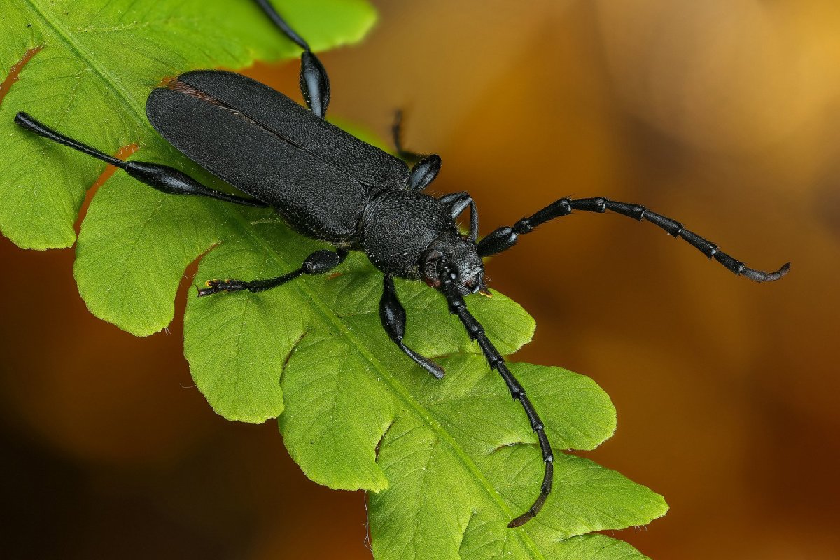 Жук чёрный Сосновый усач