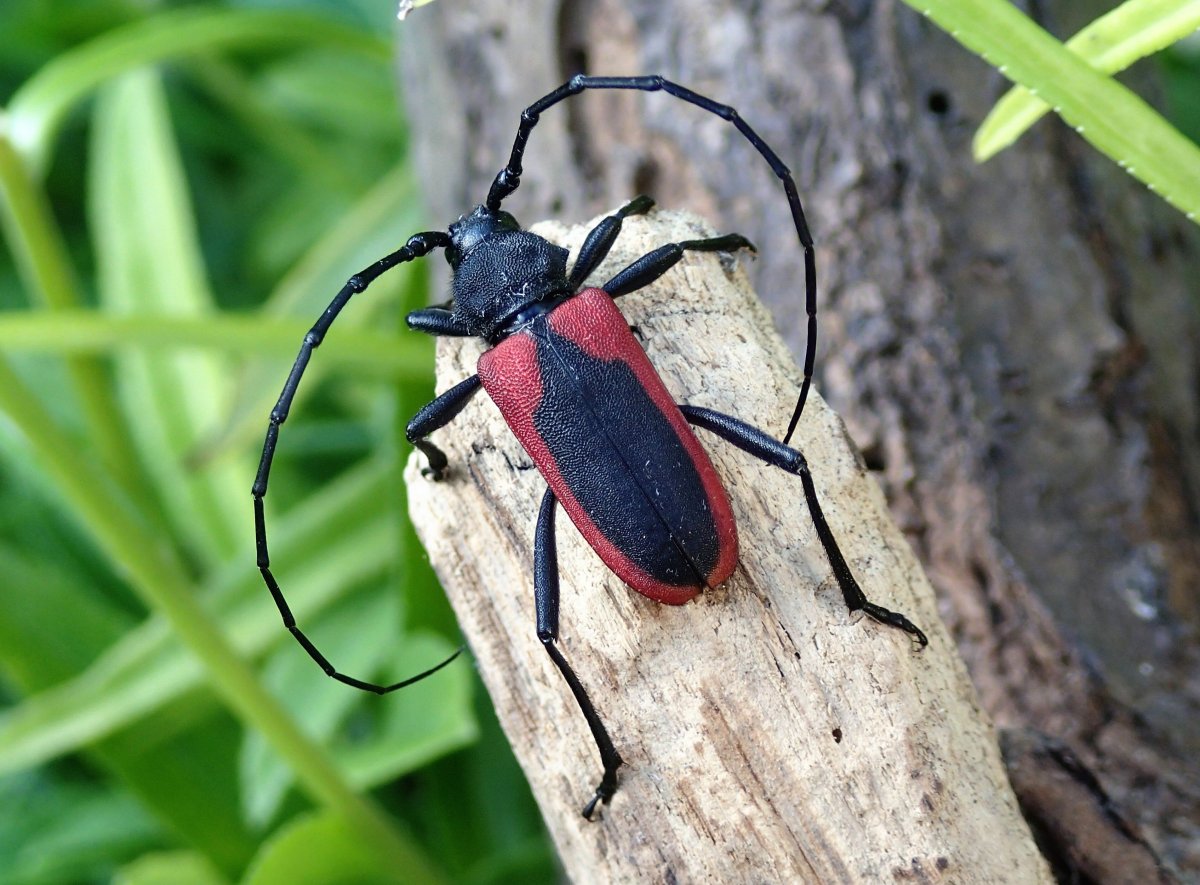 Жук усач Келера