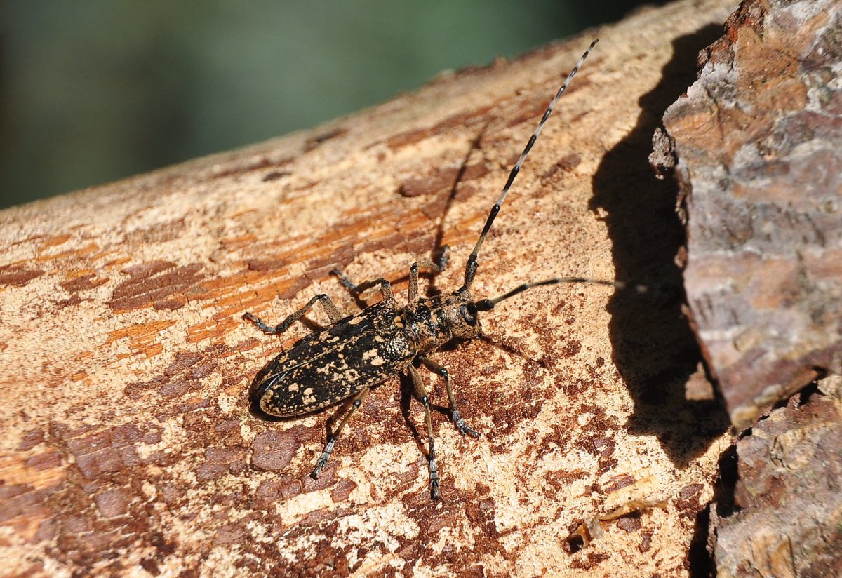 Monochamus Saltuarius