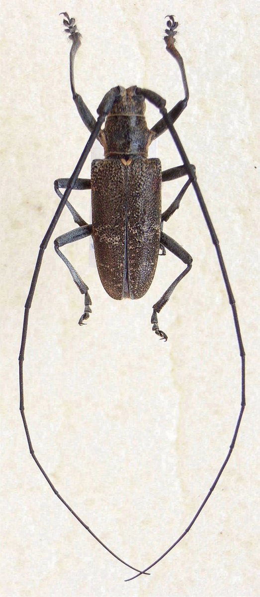 Жук усач бронзовый Сосновый