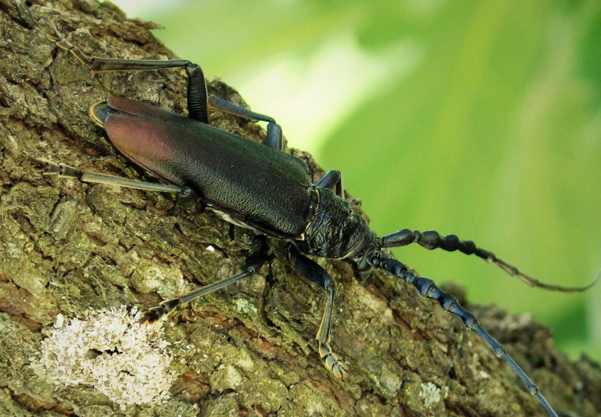 Жук дровосек зубчатогрудый