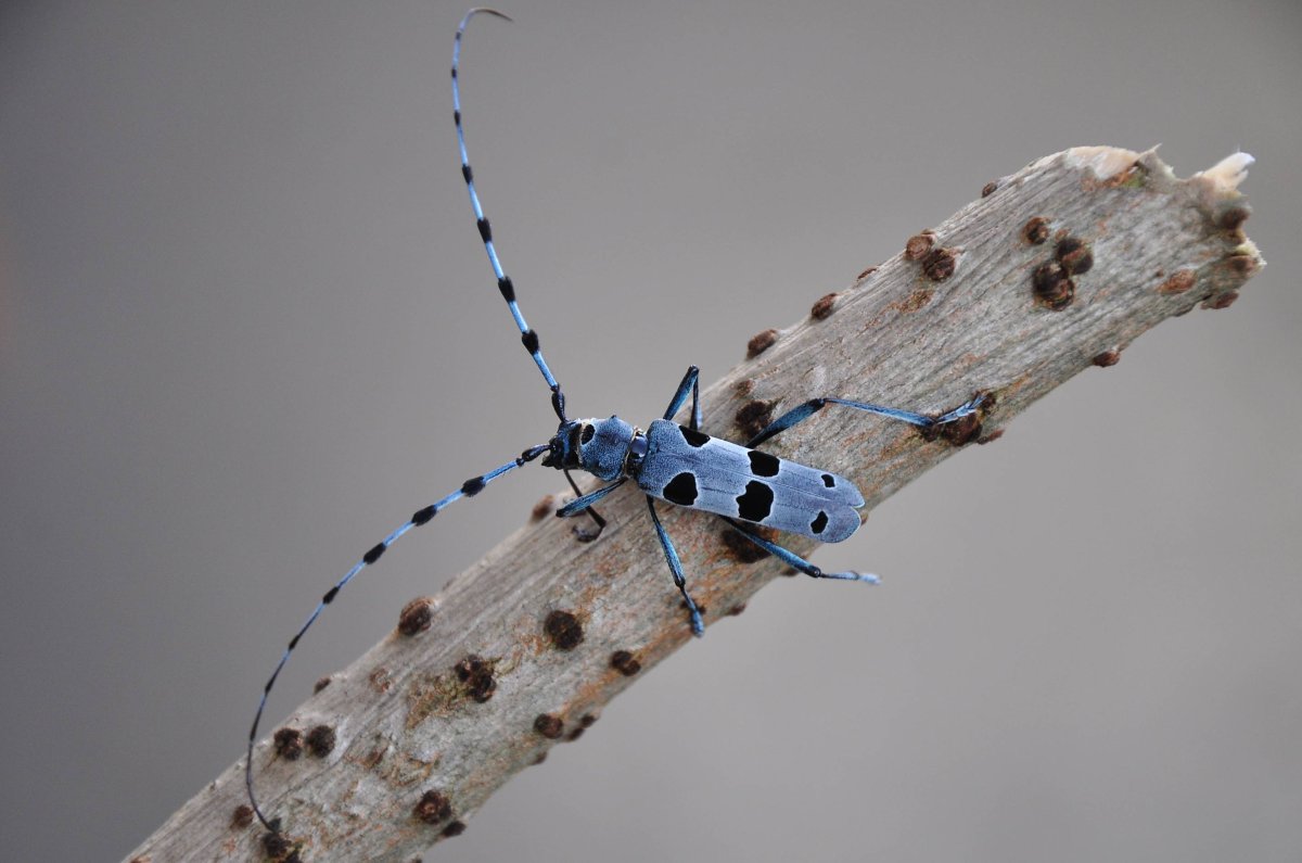 Жук усач Небесный