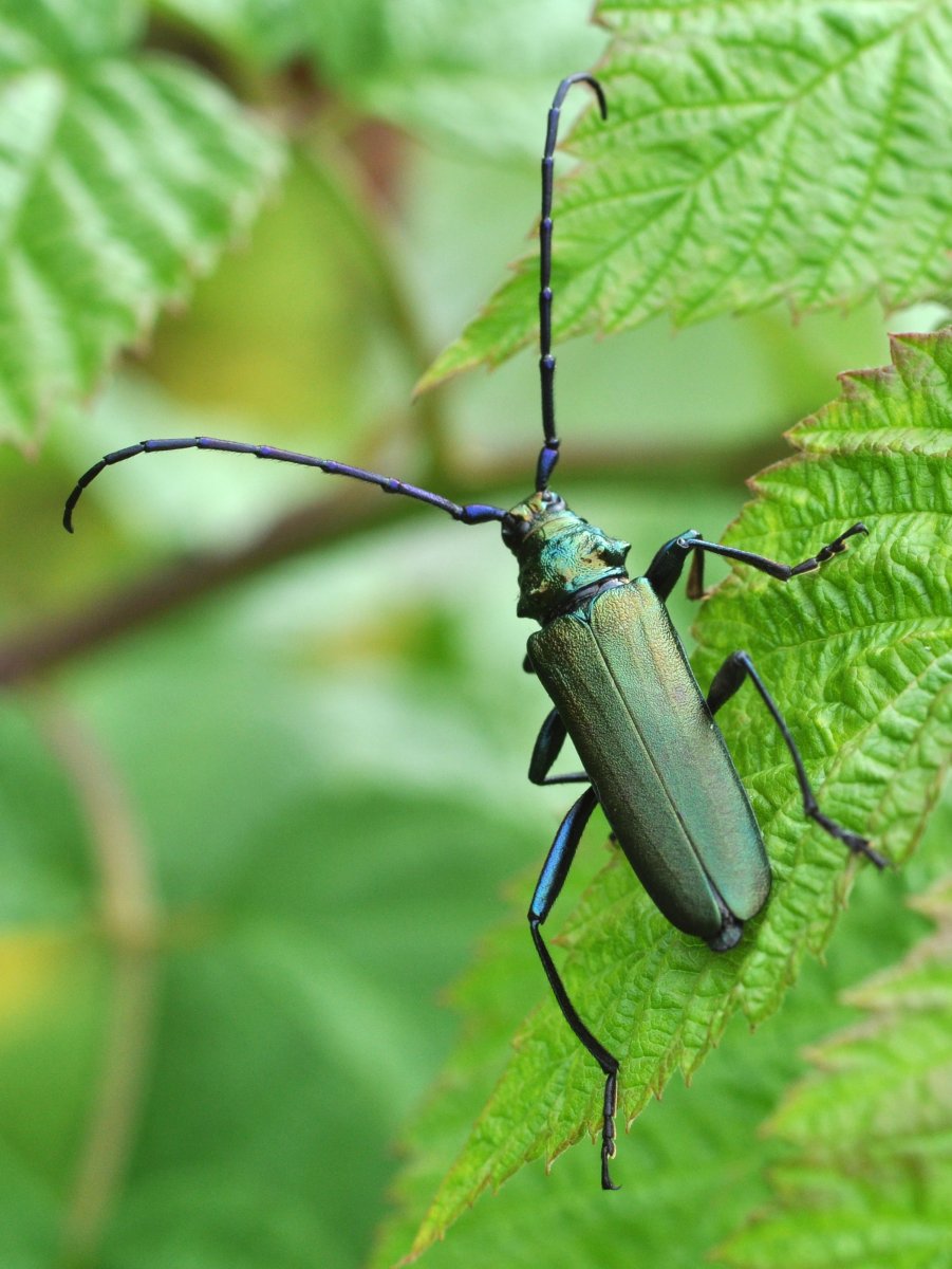 Жук усач дровосек