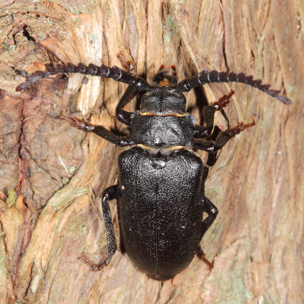 Дровосек-Кожевник – Prionus coriarius (Linnaeus, 1758