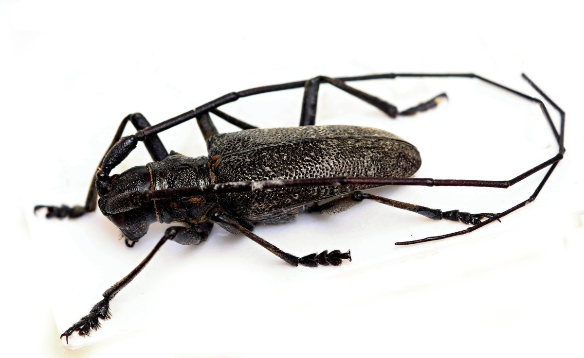 Большой черный еловый усач (Monochamus urussovi Fisch.)