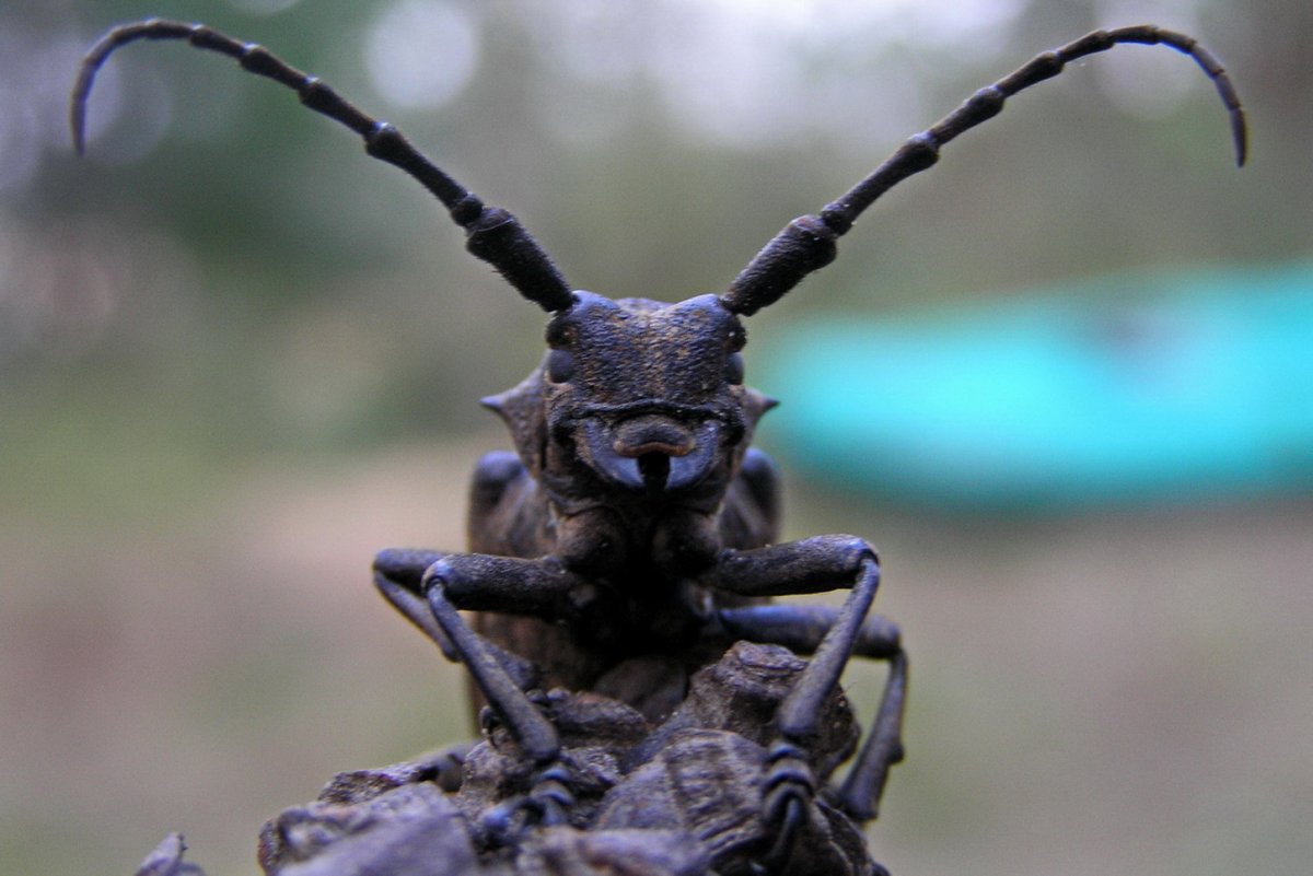 Дальневосточный усач Жук