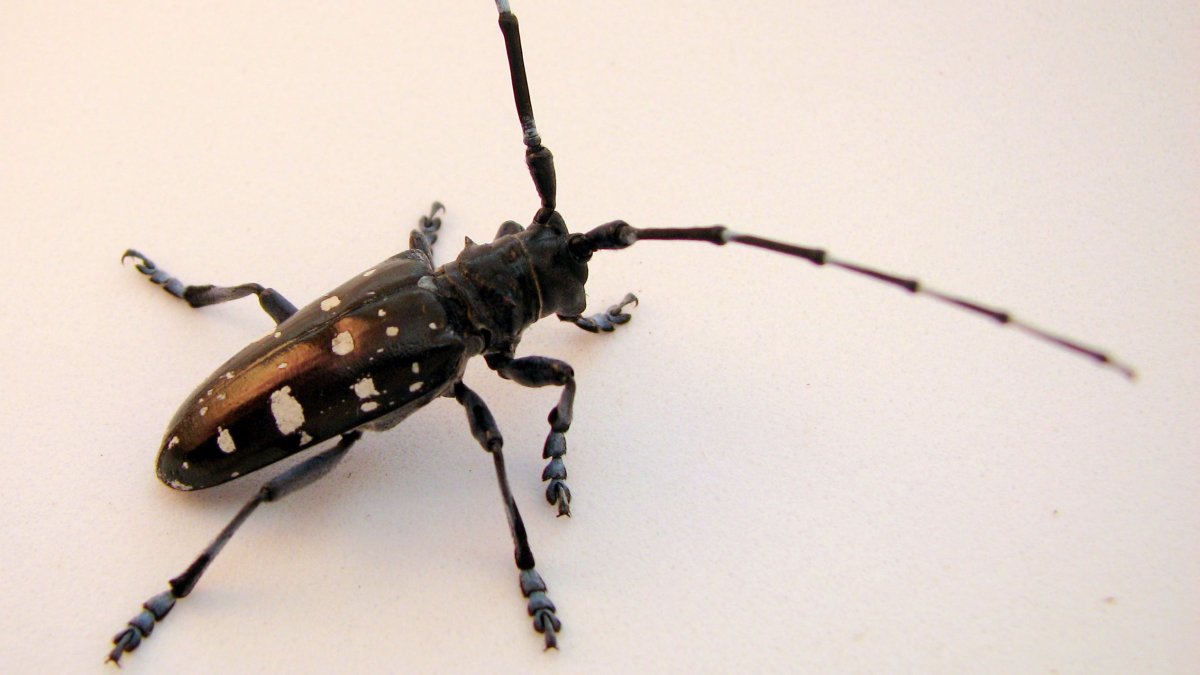 Азиатский Жук усач