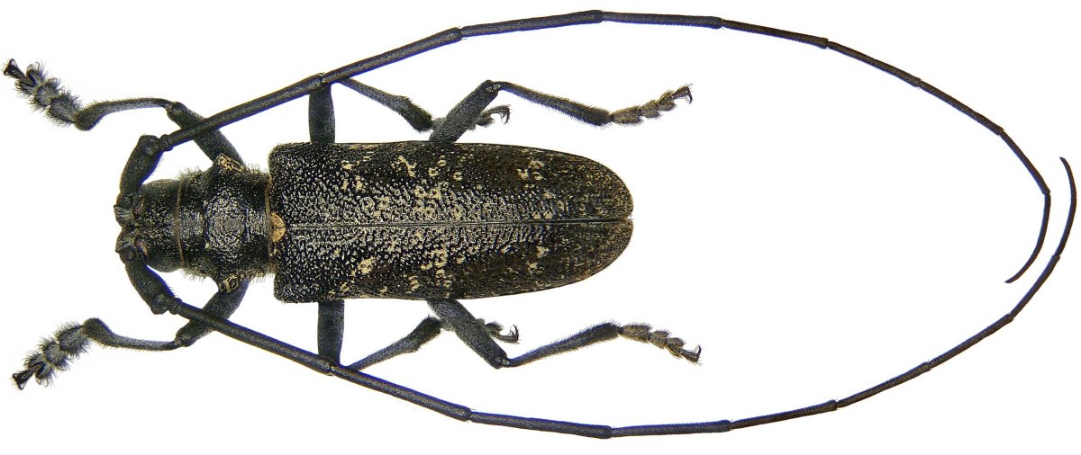 Малый черный еловый усач