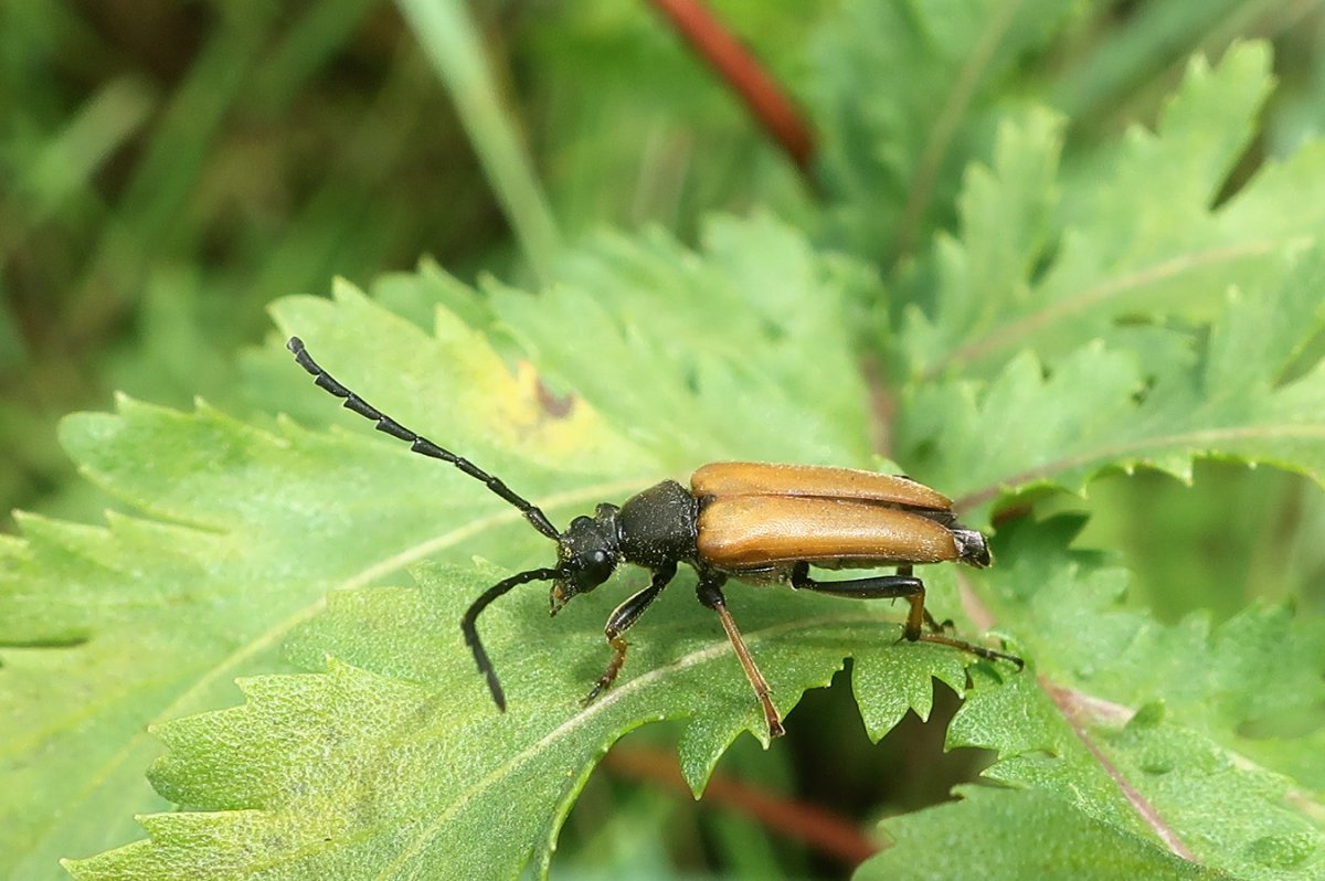 Жук усач дыра
