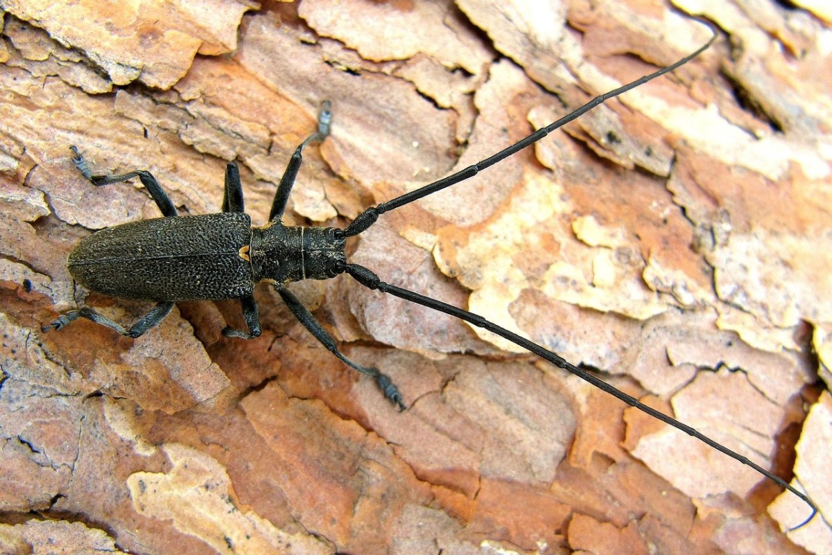 Жук усач Дубильщик