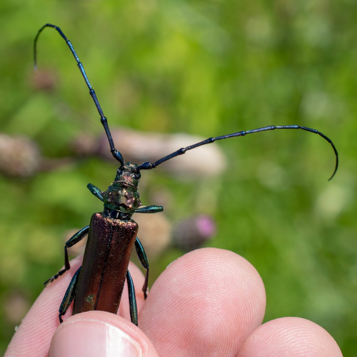 Жук усач самка