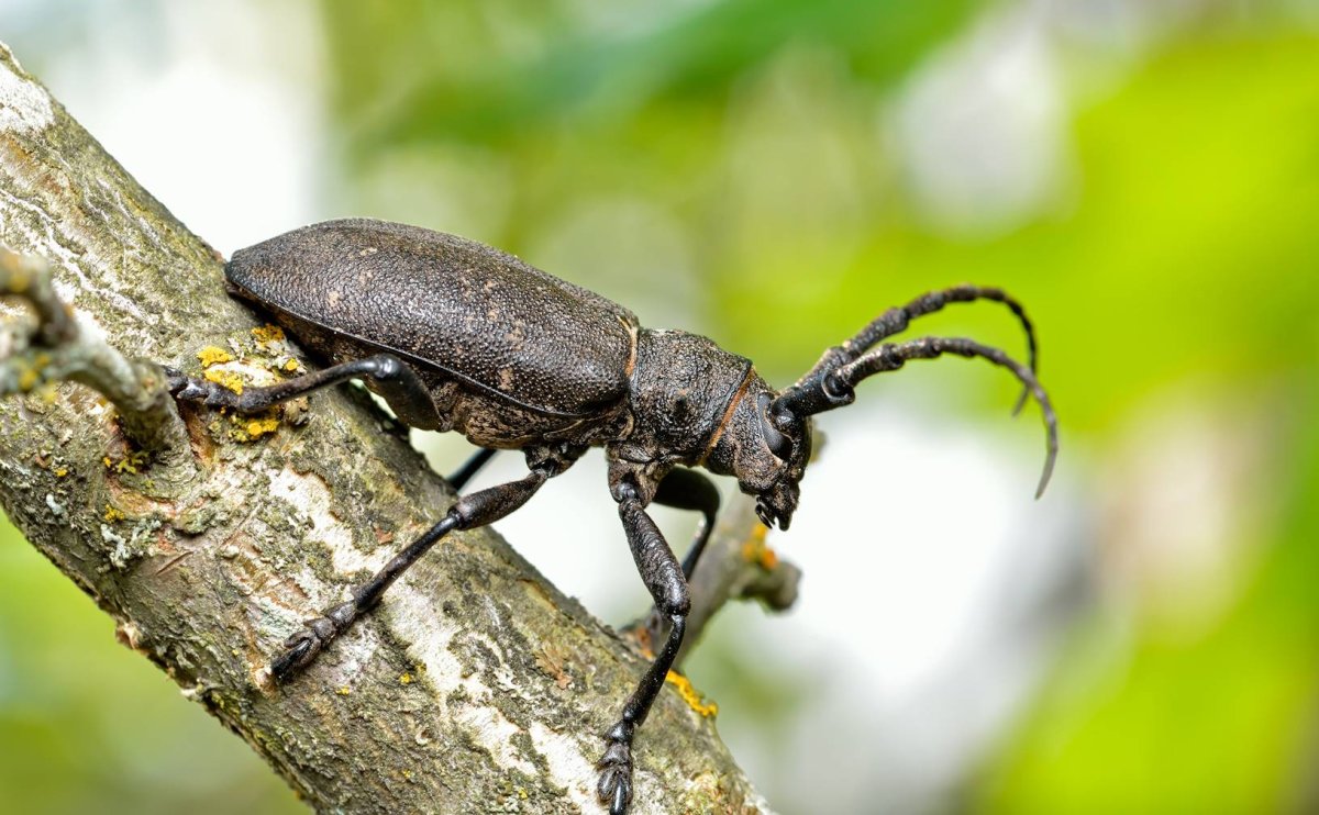 Жук усач Кожевник