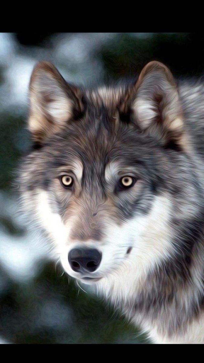 Красивый волк