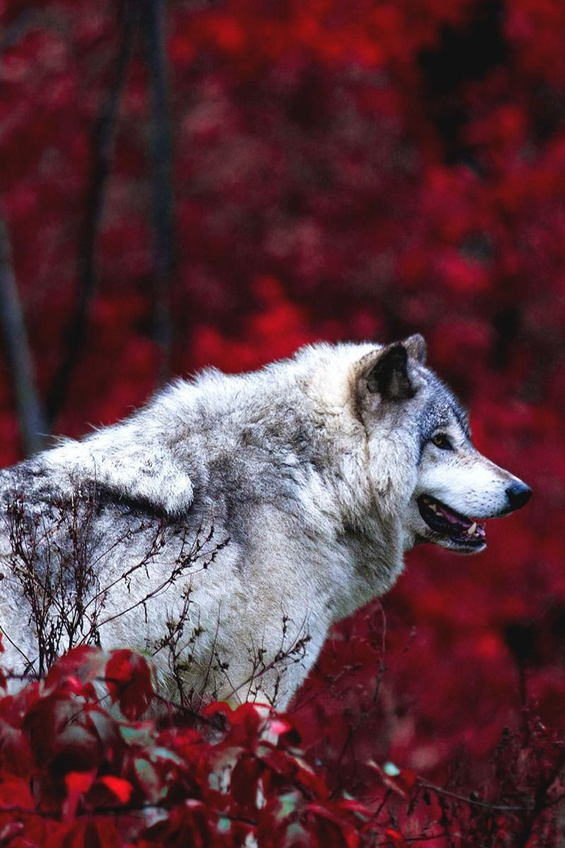 Очень красивый волк