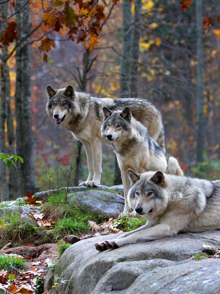 Три волка сидят рядом