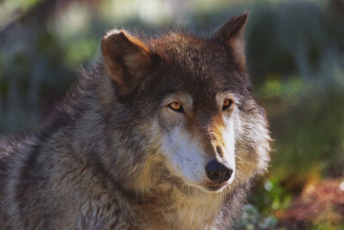 Коричневый волк