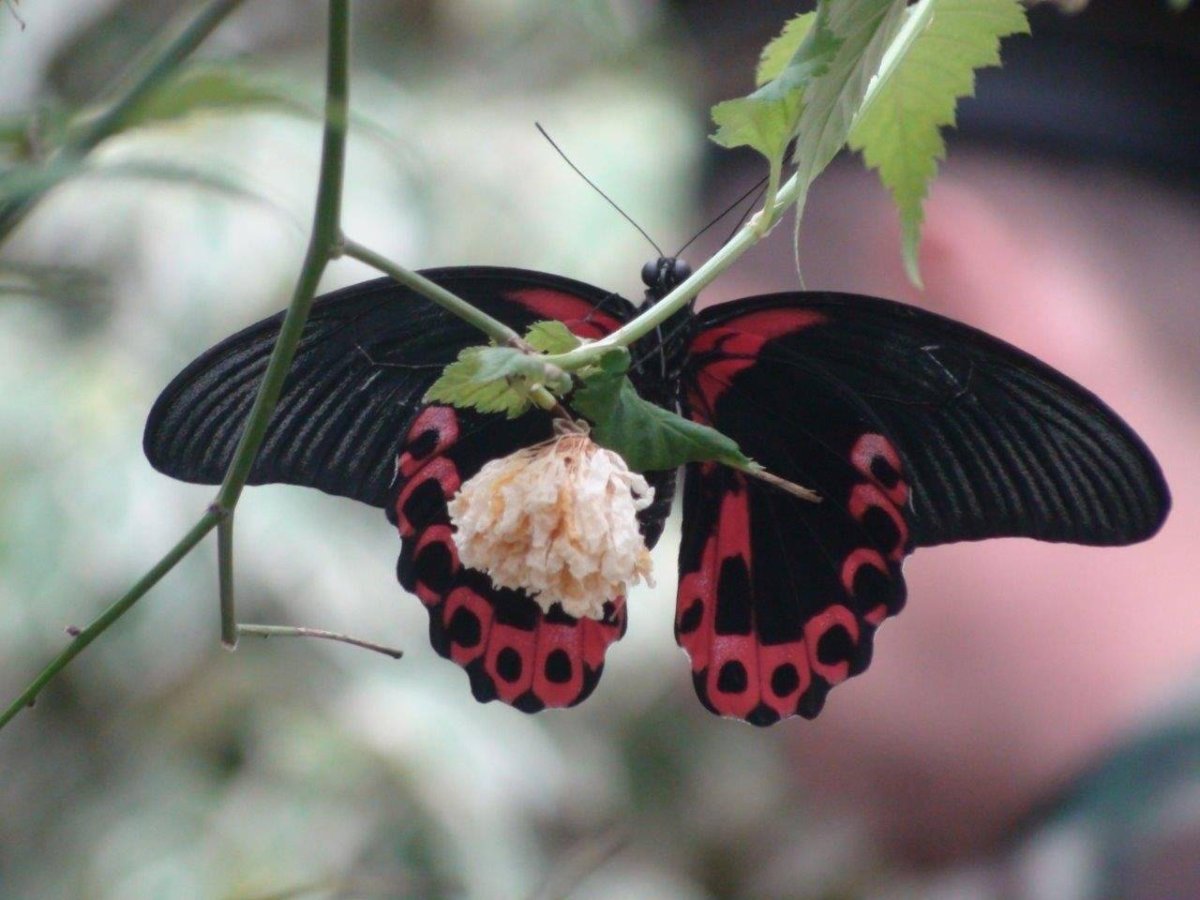 Парусник Антимах ядовитая бабочка