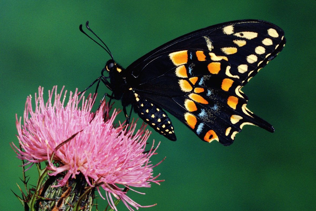 Бабочки насекомые самые красивые