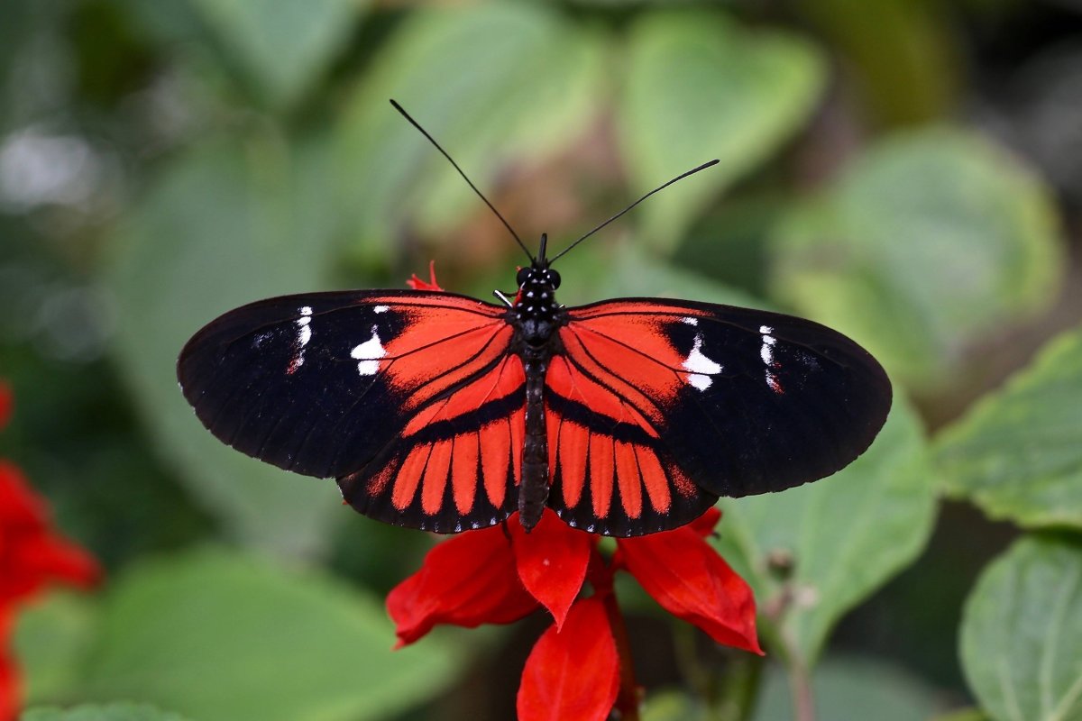 Медведица Кайя бабочка самка