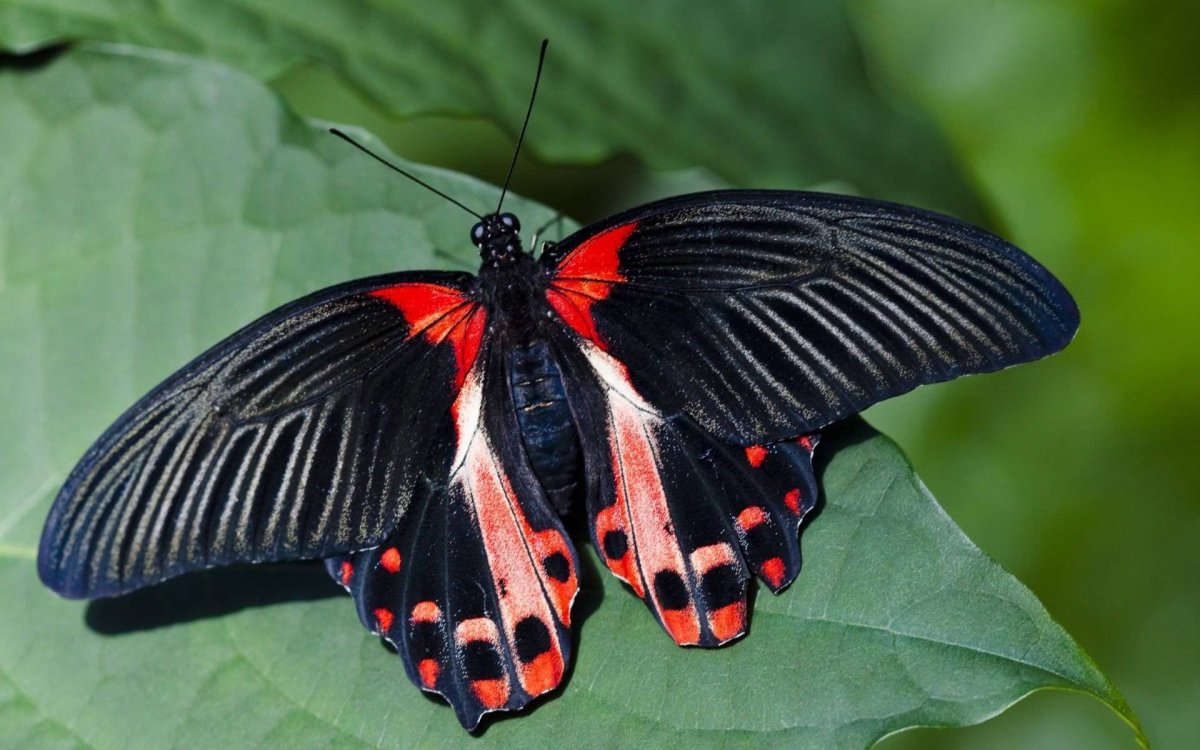 Papilio demoleus бабочка