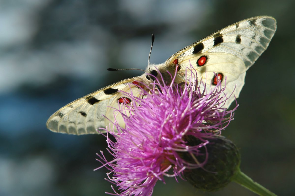 Американская белая бабочка насекомая