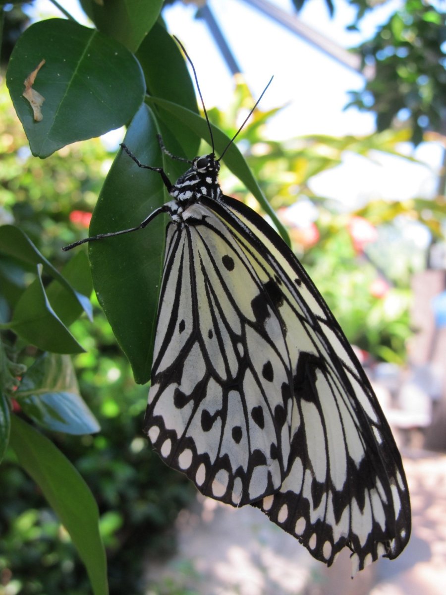 Ядовитые тропические бабочки