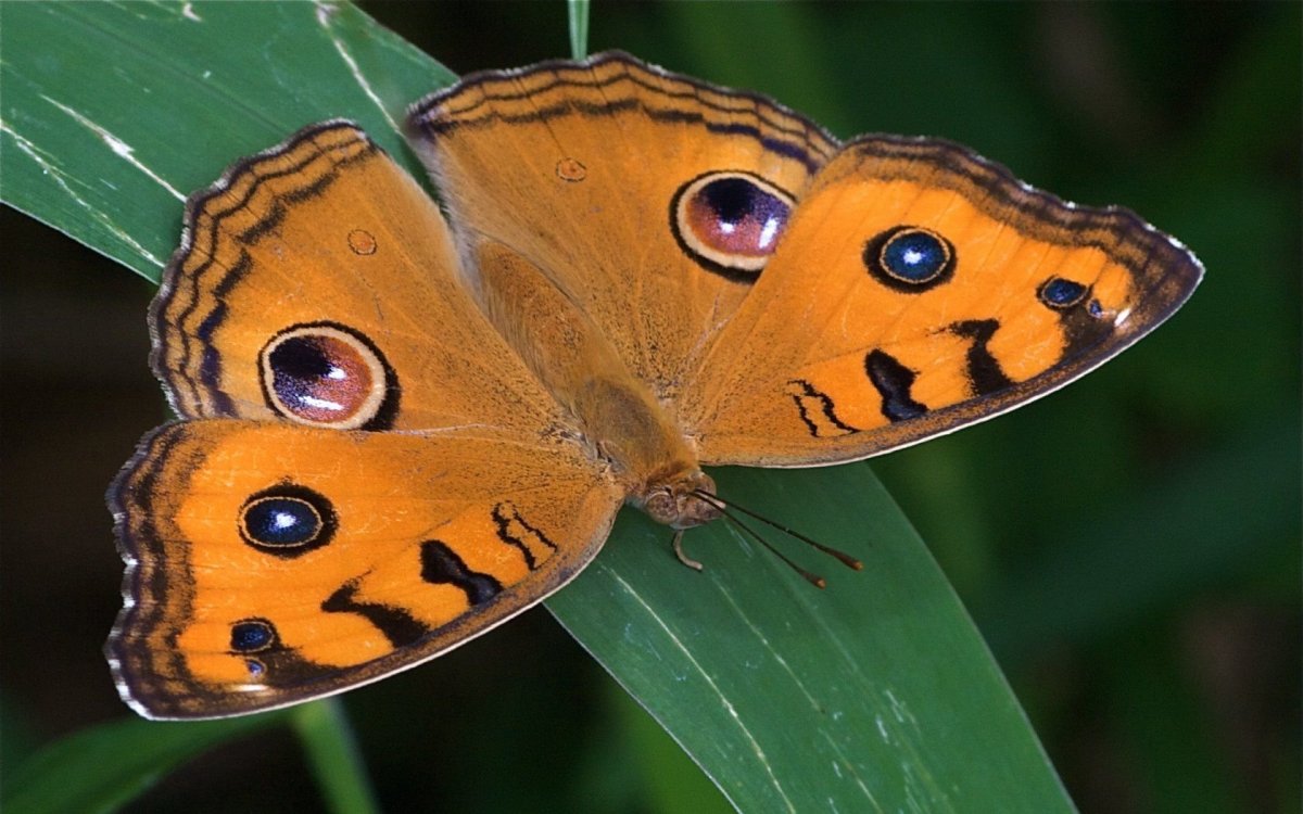 Окраска бабочки павлиний глаз