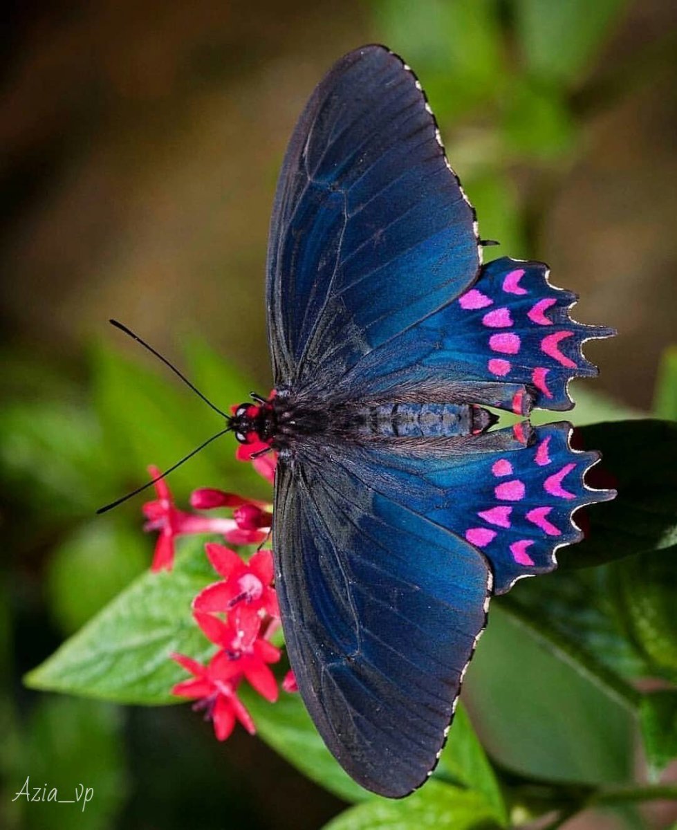 Papilio Palinurus бабочка