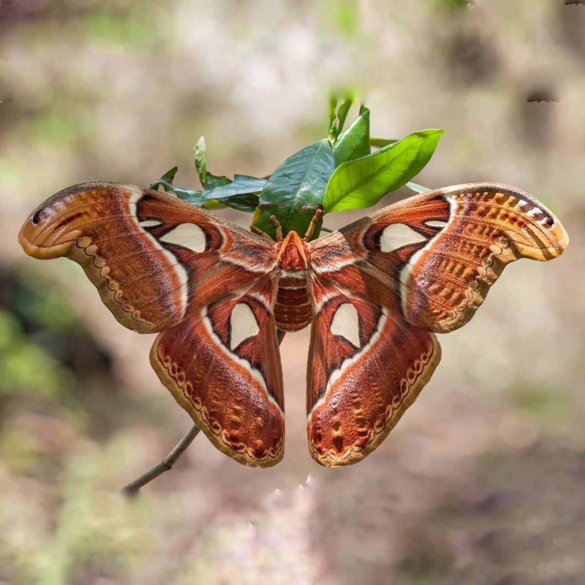 Бабочка Павлиноглазка атлас