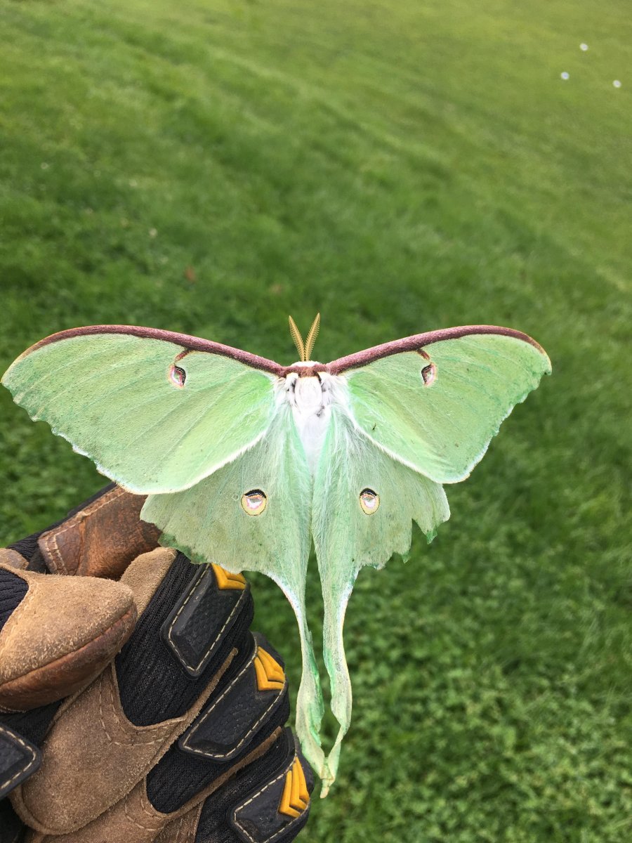 Павлиноглазка Сатурния Луна бабочка