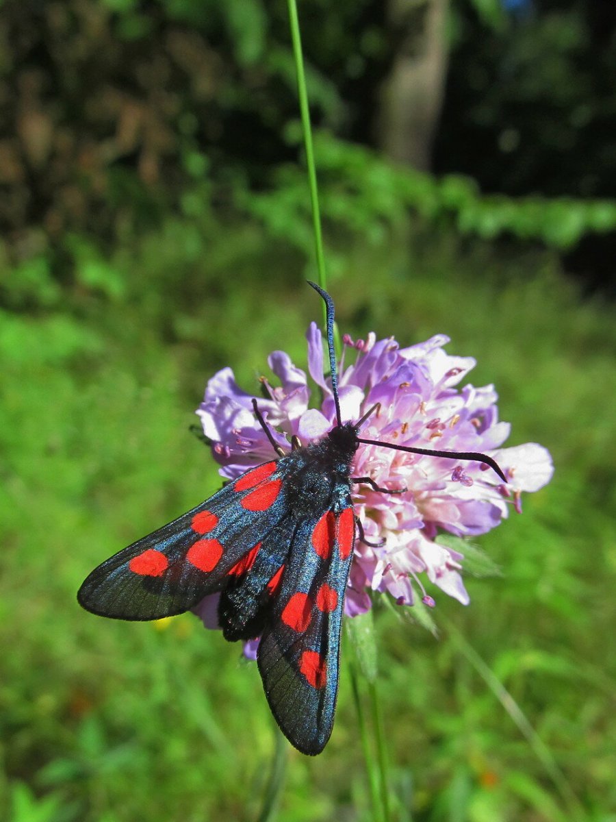 Пестрянка таволговая гусеница