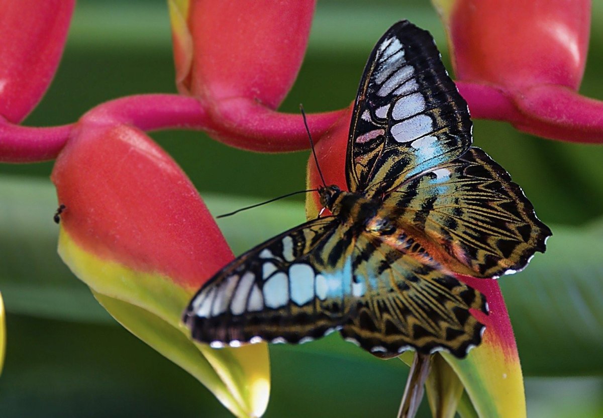 Ядовитые бабочки для человека