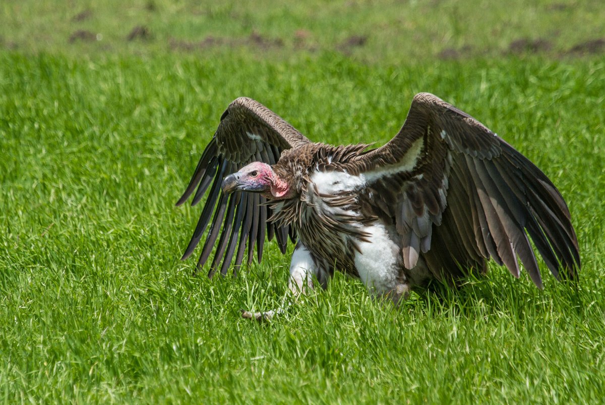 Lappet faced Vulture