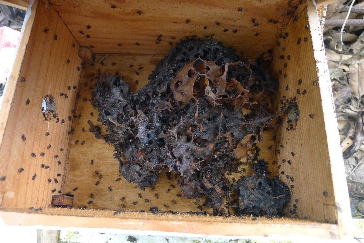 Улей внутри