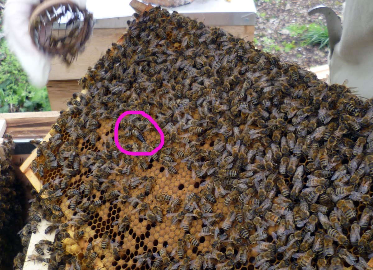 Матка в пчелином гнезде