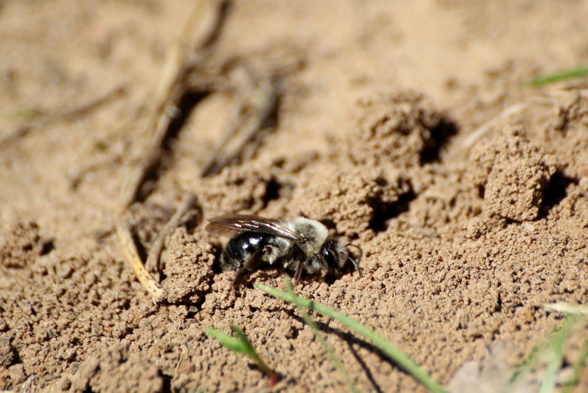 Норки земляных пчел