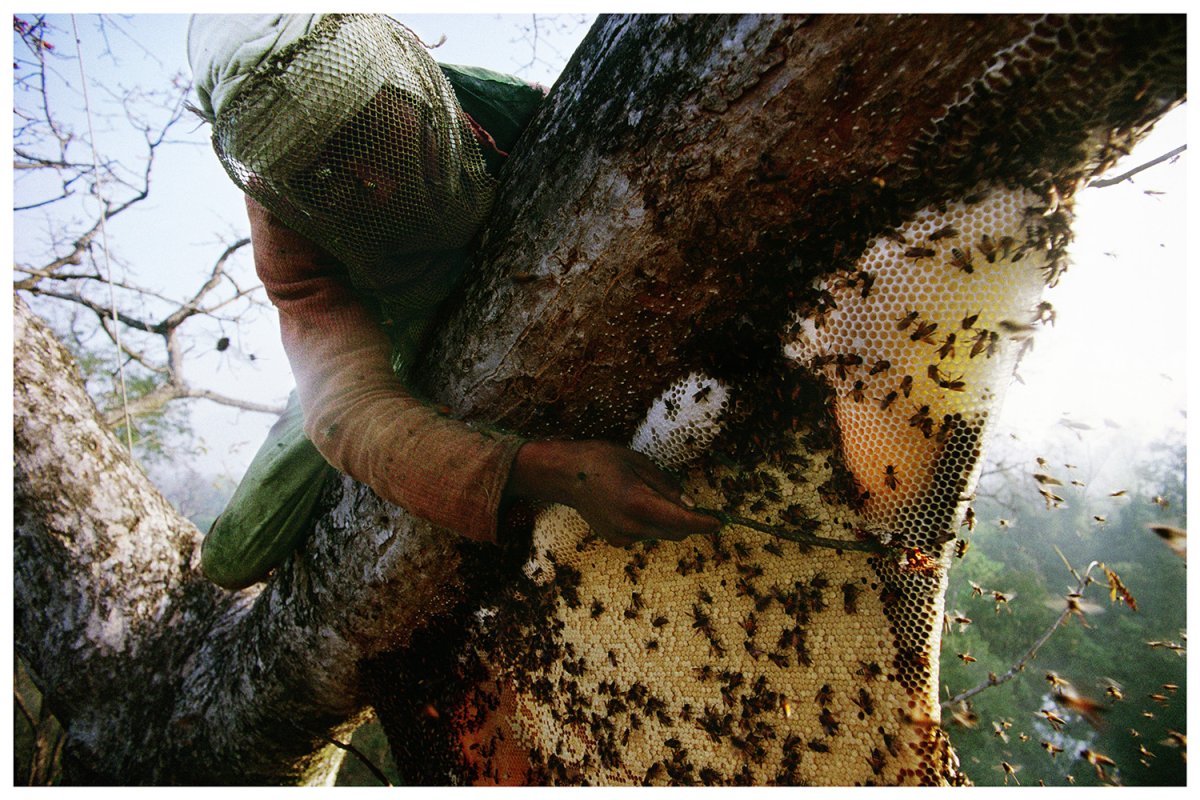 Непальский мед диких пчел