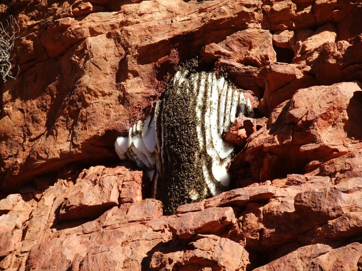 Улей диких пчел на скале