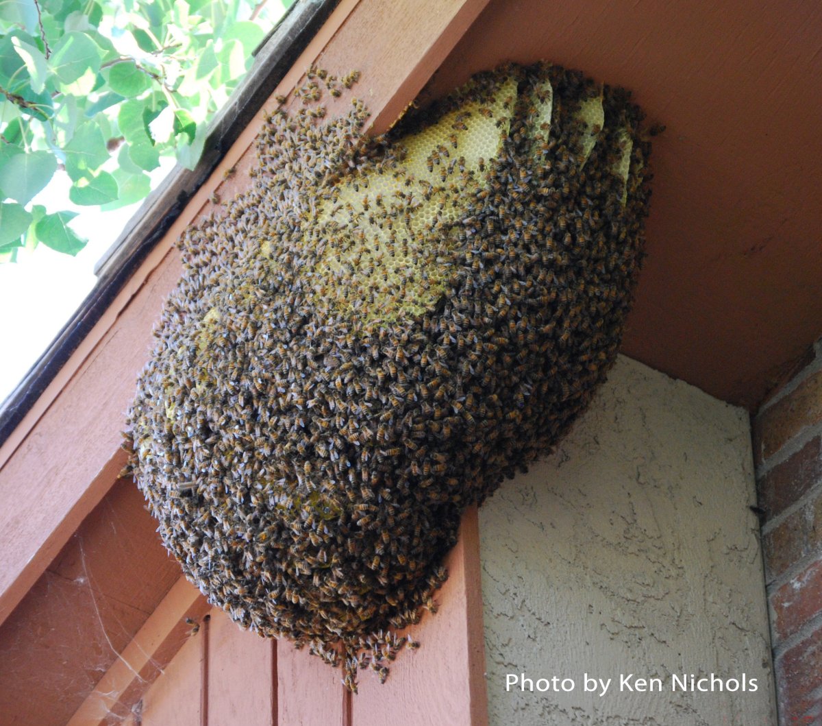 Шмелиная матка