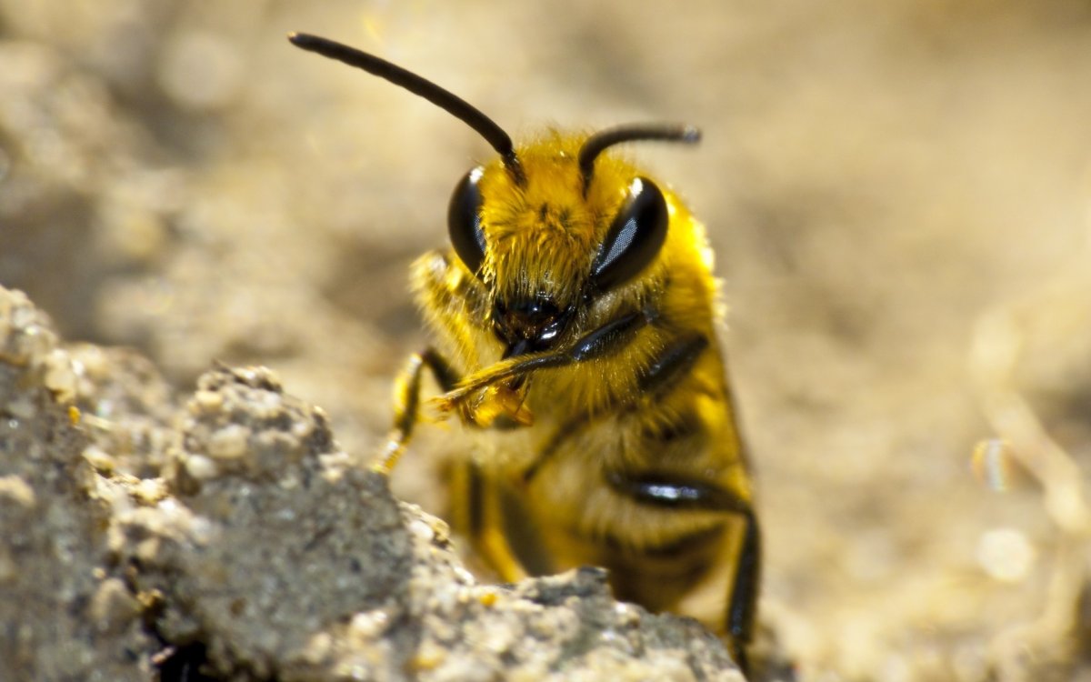 Пчела сидит