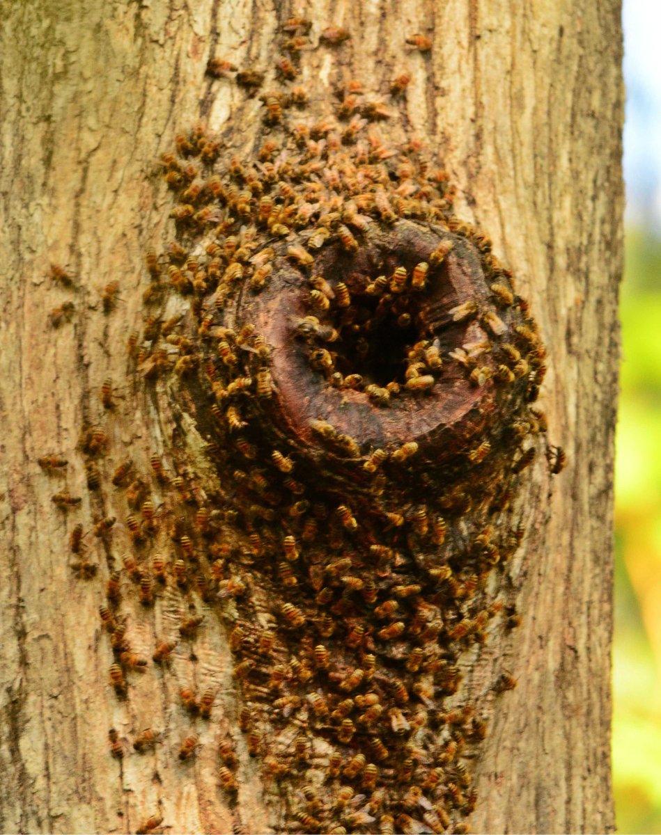 Дикий пчелиный улей
