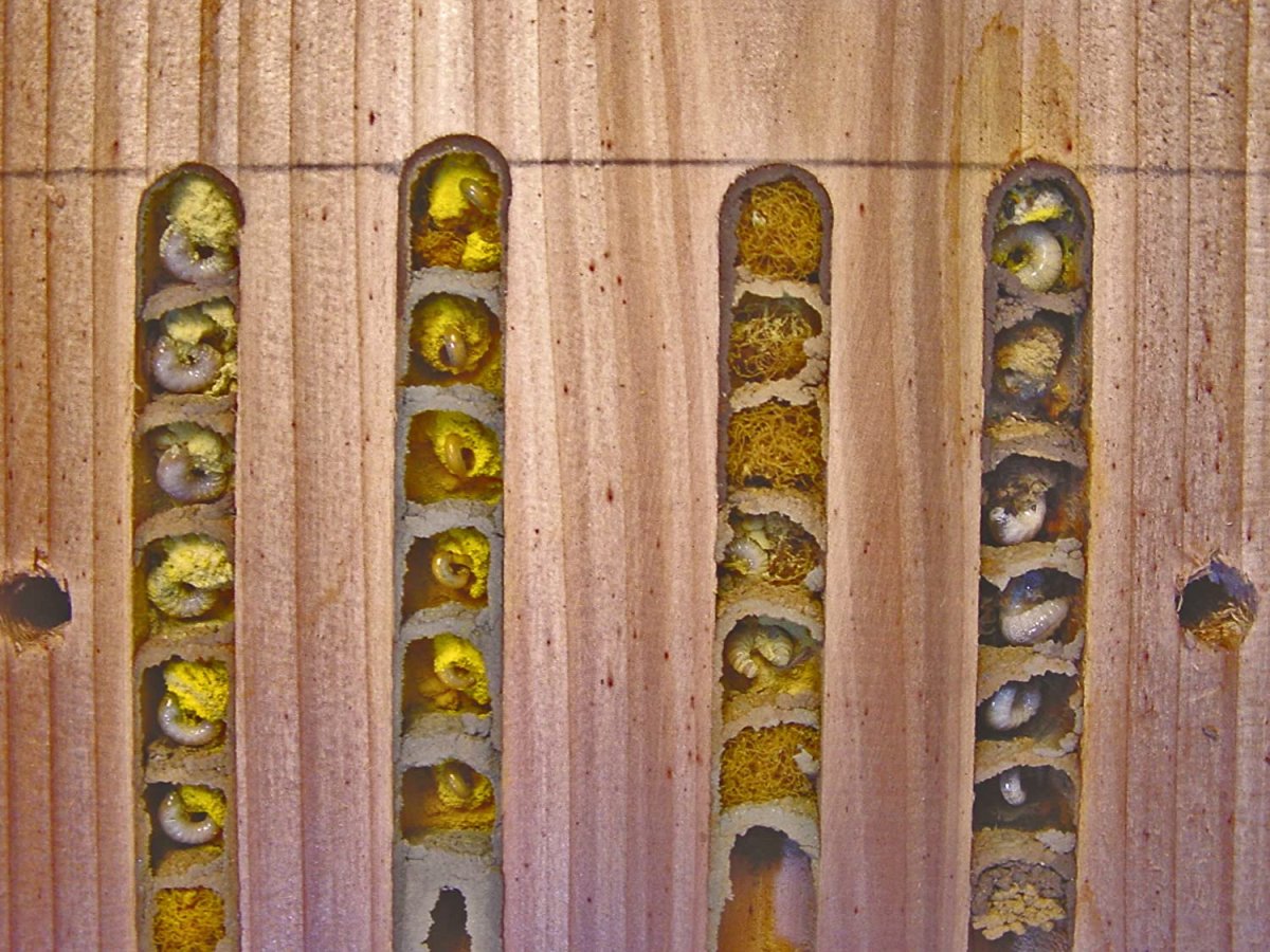 Пчелы ульи вольные каменщики